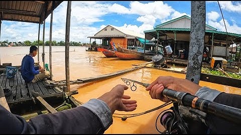 Câu Cá Vồ Đém Mùa Nước Nổi #39 || Sau Bão Liệu Cá Có Ăn Mạnh Như Lời Ae Cần Thủ Hay Nói .