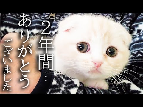 ハスキー犬に育てられた子猫は2年後こうなりました...