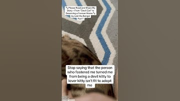 Foster Transforms Aggressive Cat Then Rescue Says He Can’t Adopt It
