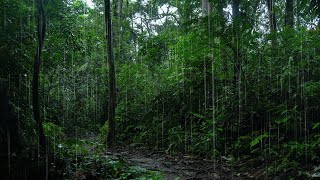 Pluie dans la jungle tropicale | Contemplez la pluie et dormez paisiblement toute la nuit