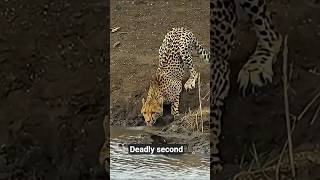Deadly Seconds in the Savanna River ‼️ Crocodile vs Cheetah