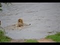 2 Male lions swimming across the river at Ingwelala