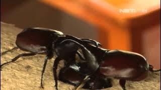 NET24 - Adu Hewan Kumbang Tanduk di Thailand