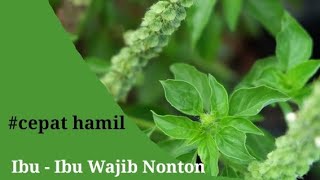 8 MANFAAT DAUN KEMANGI;  Bisa Membantu Cepat Hamil! screenshot 1