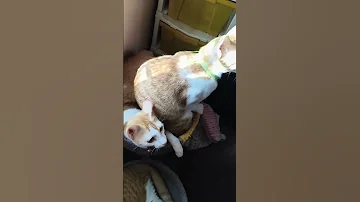 Sibling Things Music Trendingshorts Petvideos Adoptstrays Cutecat Funnycat Orangecat Cutecat 