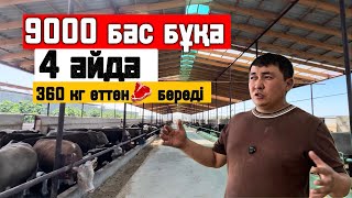 картинка: 9000 бас бұқаны 4 айда бордақылайды 350-400 кг ет алады әр қайсысынан