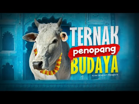 Video: Spesialis berkualifikasi tinggi: konsep, persiapan, dan daya tarik