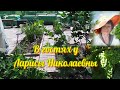 #Обзор#соседнего#огородика.