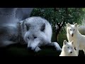 Dormir avec les loups  le chant des loups  relaxation se dtendre dormir musique