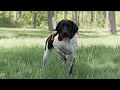 Train your pointer! Train your pointer!