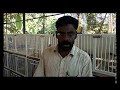 How to treat weight loss in pigeons by Ummer babu edakkara