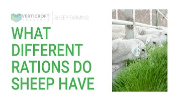 What Different Rations Do Sheep Have | Sheep Farming | Verticroft Holdings | Ryan Singlehurst