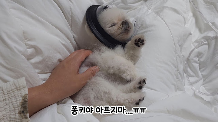 또 입원... 먹깨비 강아지를 입원 시켰더니...