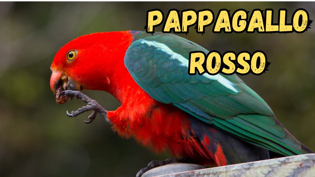I 5 uccelli australiani più fantastici che non crederai esistano