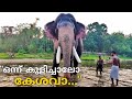 പുതുപ്പള്ളി കേശവന്റെ പുഴയിലെ നീരാട്ട് 😍 Puthuppally Kesavan | Kerala Elephants | കേരളത്തിലെ ആനകൾ