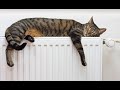 Have you got one radiator hot all the time?