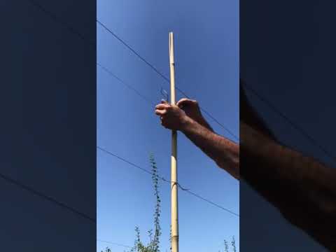 Video: Бамбуктан жасалган жууркан (46 сүрөт): буланын оң жана терс жактары, бамбукка толтурулган пахтадан жасалган кош жана жеңилди кантип тандоо керек