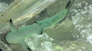 Акулы над головой в краснодарском океанариуме