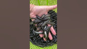 Anh chị cần đặt cá giống nước ngọt số lượng lớn alo em.0909770509 #cagiong #traicagiongutme #ca