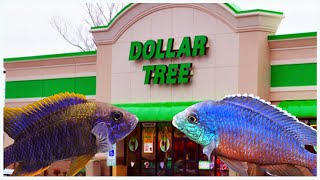 10 Reasons Why to Shop at The Dollar Tree For Aquarium Supplies! (Plus a few bonus tips)