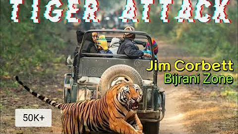 Tiger attack in jim corbett I tiger attack in forest I tiger attack on tourists I #tigerattitude