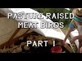 Pasture raised meat birds – Part 1