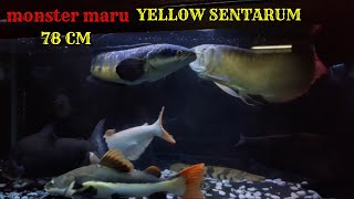 Channa terbesar maru Ys 78CM ketika di kasih makan_ngeri banget.