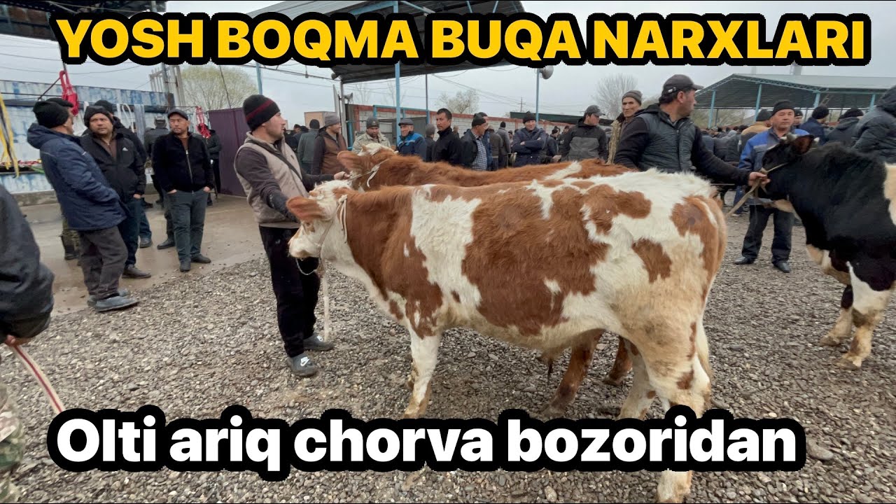 YOSH BOQMA BUQA NARXLARI OLTI ARIQ CHORVA BOZORIDAN🔥