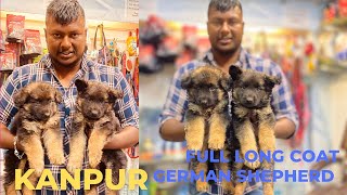 FULL LONG COAT GERMAN SHEPHERD | HEAVY QWAILTY AND GERMAN SHEPHERD | CHEAPEST PET SHOP IN KANPUR by SALONI PET SHOP KANPUR 933 views 1 month ago 4 minutes, 2 seconds