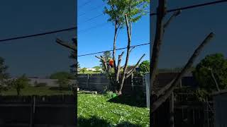 silver maple removal
