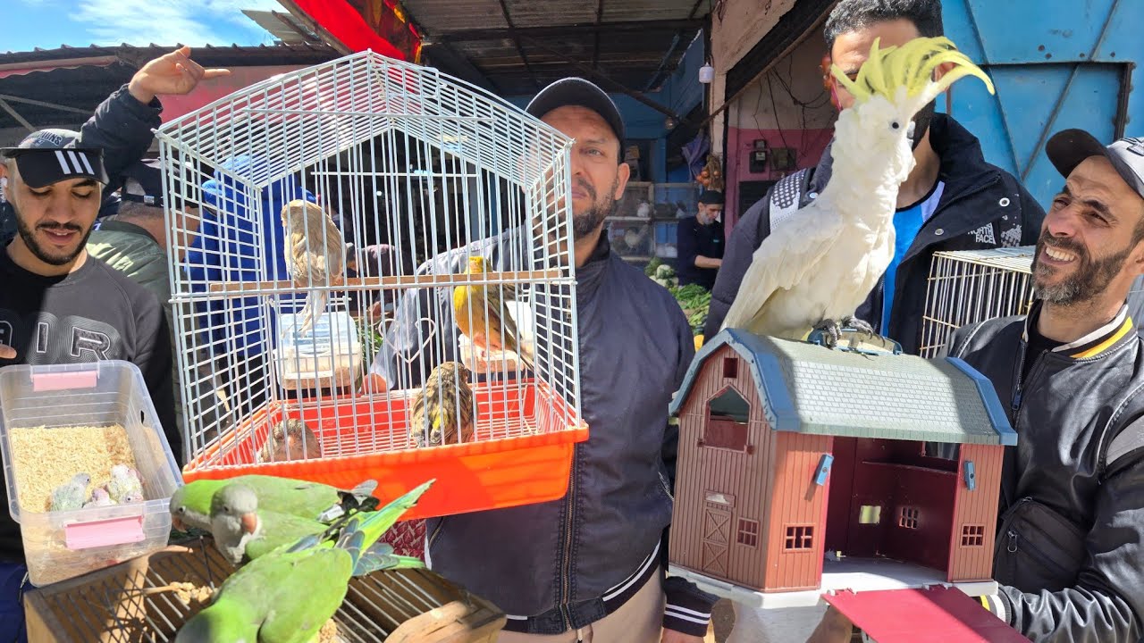 سوق القريعة🔥أجيو نتولعو ونتعرفو على أتمنة مختلف أنواع الطيور على قناتكم عالم الطيور #سوق_القريعة