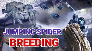Successful Jumping Spider Breeding Attempt, Eggs + Babies