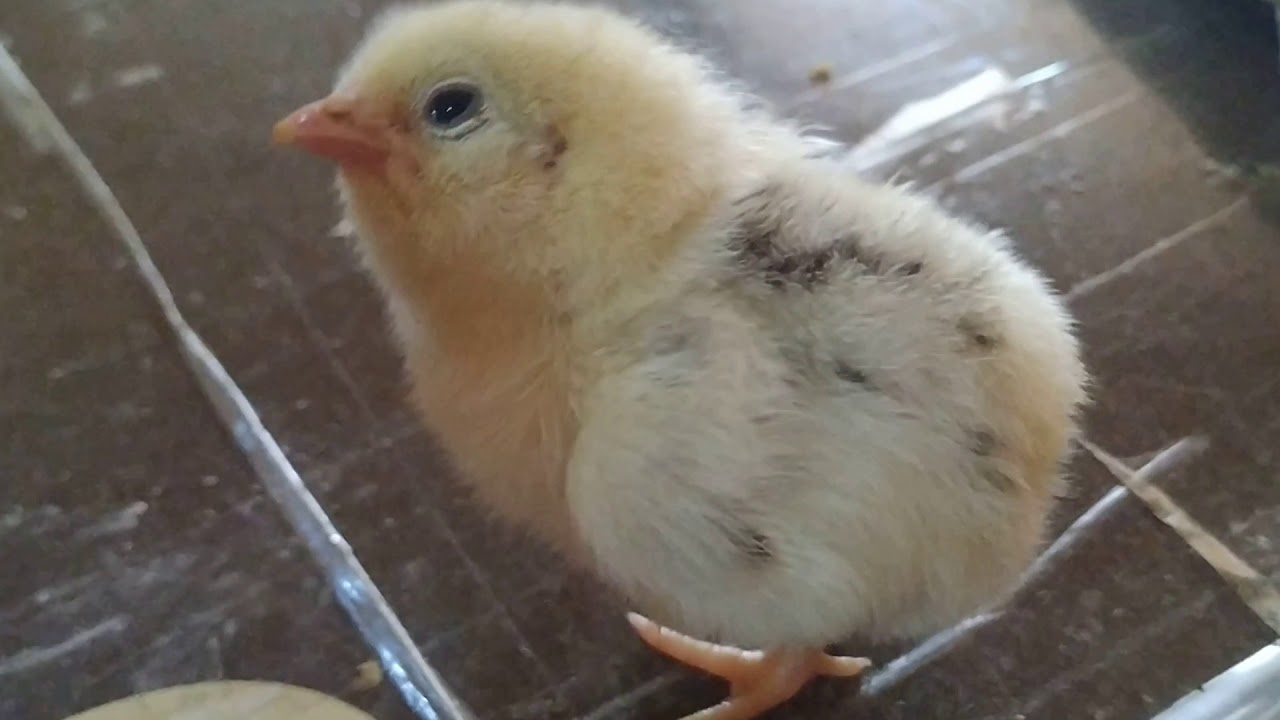 عمليه جراحيه لي كتكوت عندي/اسباب التواء الرقبه عند الكتاكيت/ازاي اختار كتكوت صحتو حلوه