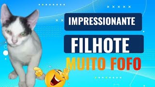 Veja onde meu Gatinho Se escondeu ... 🤣 by Fatos Curiosos dos Felinos  43 views 1 year ago 3 minutes, 57 seconds