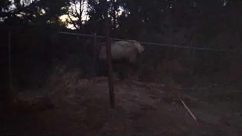 Theodore the 10 point buck comes for a visit and a...