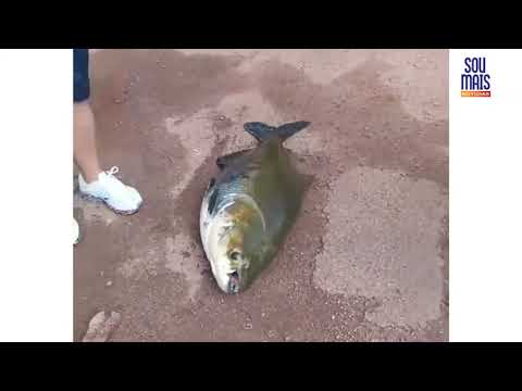 Pescador chama atenção ao fisgar tambaqui com quase 30 quilos em Palmas