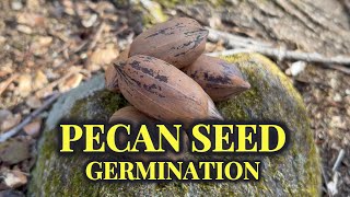 From Seed To Tree Master The 3-Step Pecan Germination Process