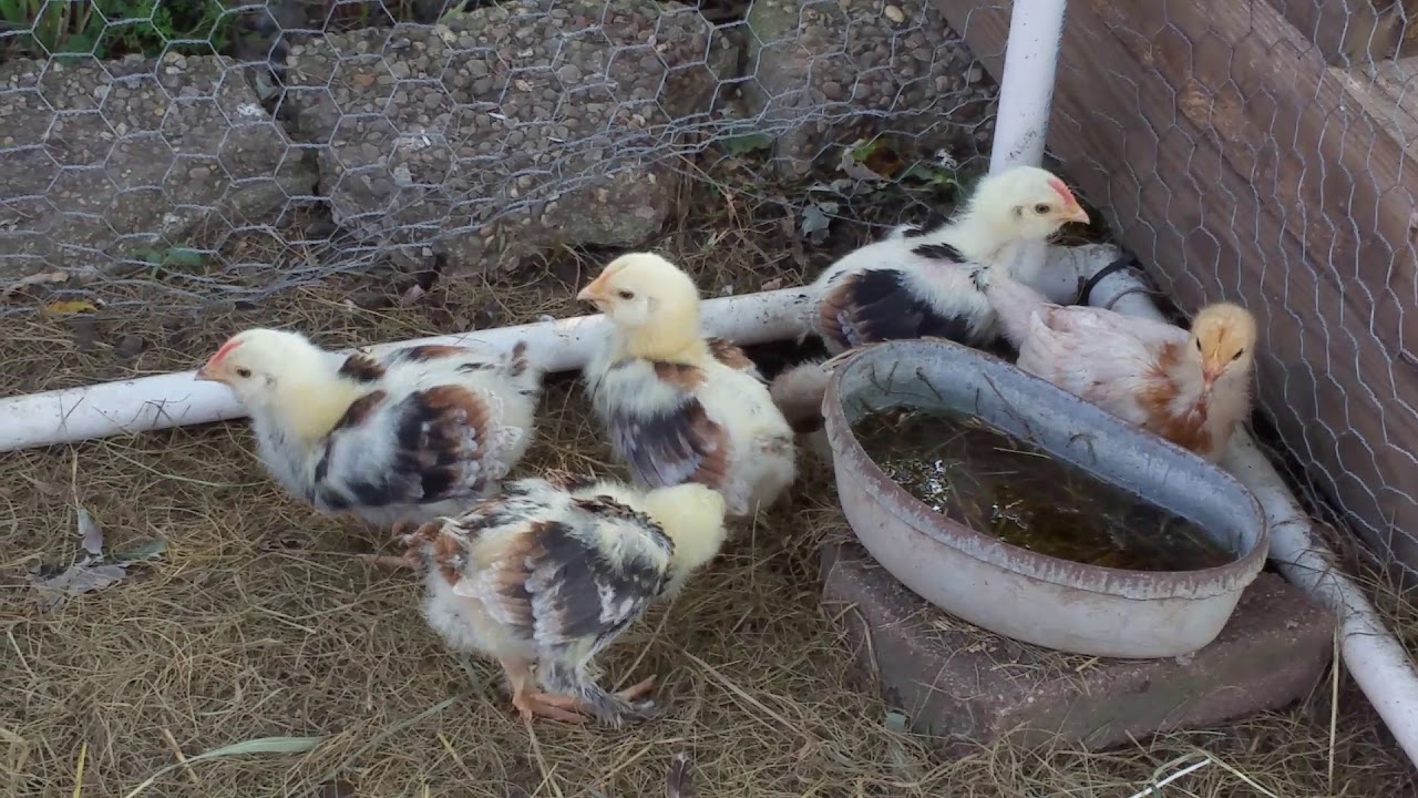 3 Salmon Faverolle rooster chicks FREE! YouTube