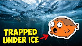Where Do Fish Go When a Lake Freezes Over?