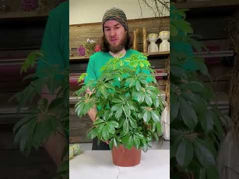 Video: Growing Schefflera: Tipps für die Pflege von Schefflera-Pflanzen