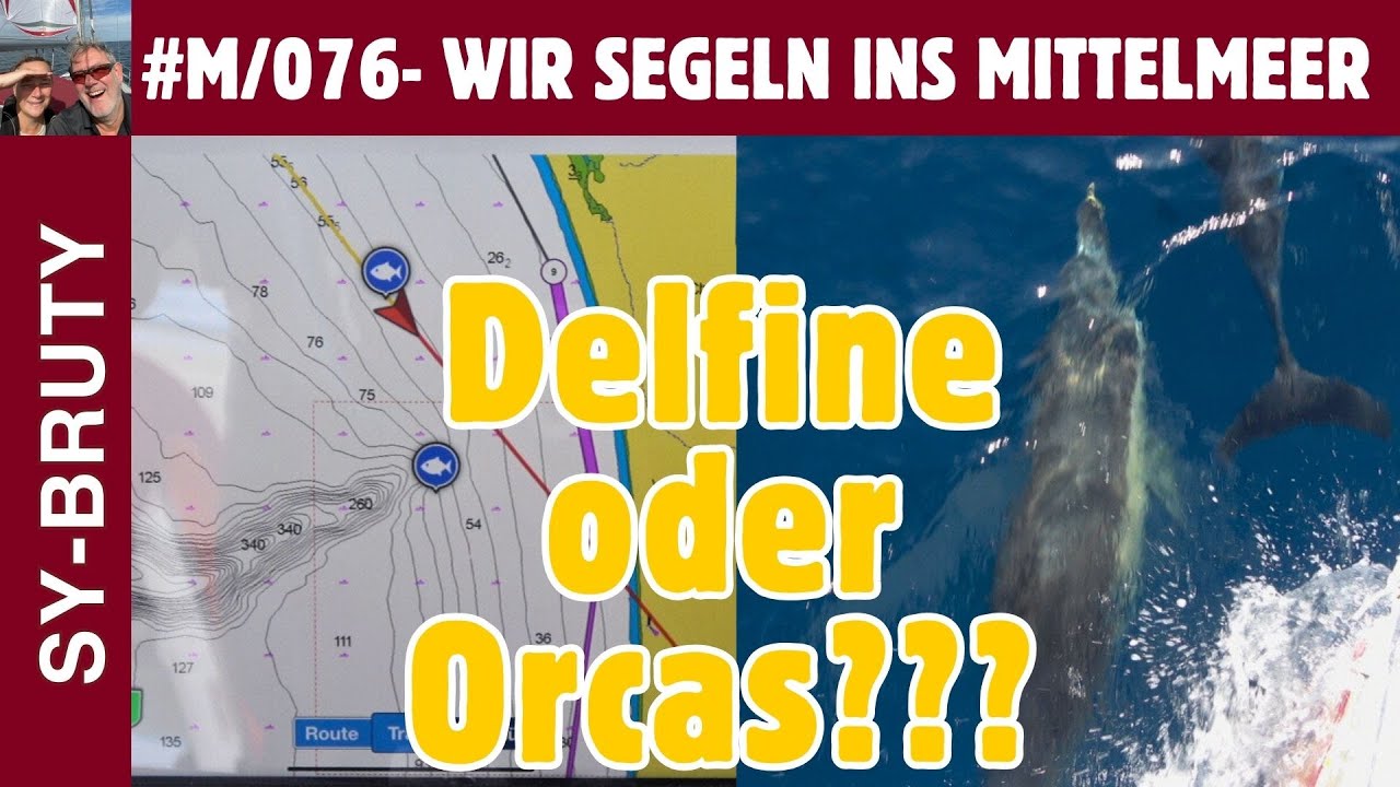 ⁣#M/076 - Delfine oder Orcas auf dem Weg nach Sines? Das ist hier die Frage!