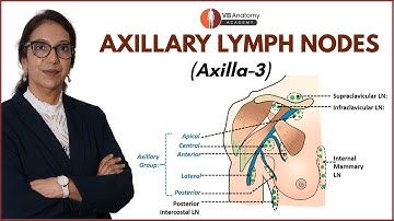 Axilla Part 3 – Axillary Lymph Nodes Explained | Groups, Drainage, and Clinical Anatomy Simplified