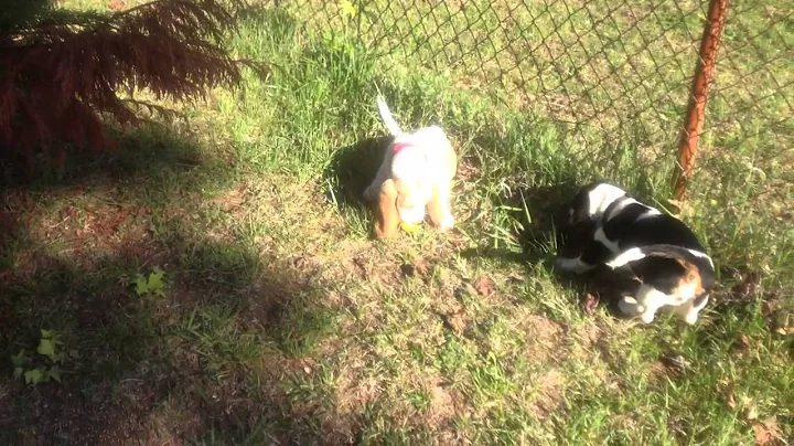 Fred & Ginger - Bassett puppies