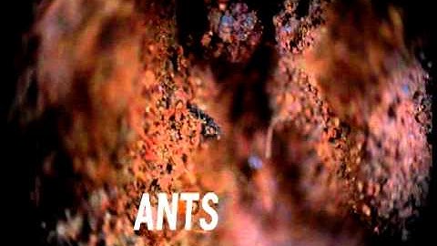 Ants - A reverse lens macro video