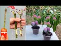 Best natural hormone | Super spesial technique for  propagation mango tree using tomato