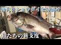 【魚屋の仕事】¥15,000の鮮魚BOX公開！お客様へお魚を発送します。