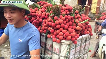 Cập nhật giá vải thiều lục ngạn 5/6/2020, Vải Thanh Hà đẹp giá cao || bản sắc miền núi