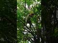 Monkey 🐒 Sitting on Curry leaves Tree 🌳 #monkey #video #tree #shorts #youtubeshorts #ytshorts