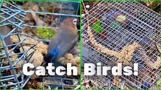 چگونه پرندگانم را در پرندگان بزرگ فنچ در فضای باز صید کنم (پرندگان مرغداری 2021)