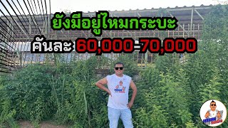 ยังมีอยู่ไหมกระบะคันละ 60,000-70,000